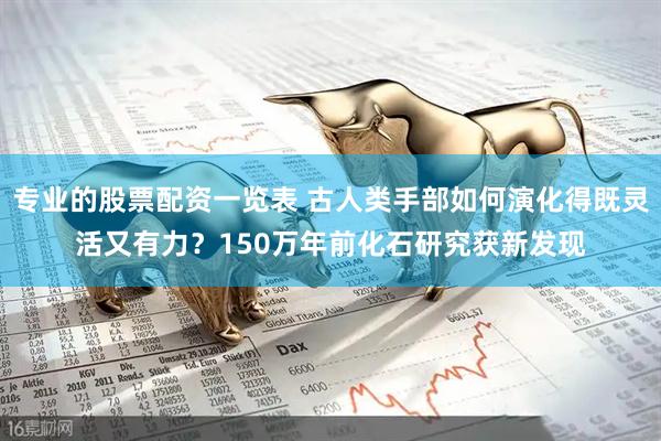 专业的股票配资一览表 古人类手部如何演化得既灵活又有力？150万年前化石研究获新发现