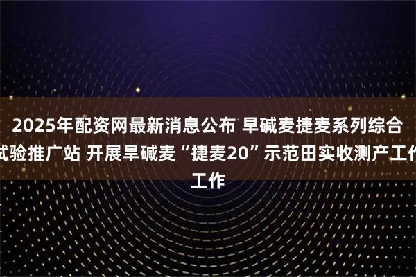 2025年配资网最新消息公布 旱碱麦捷麦系列综合试验推广站 开展旱碱麦“捷麦20”示范田实收测产工作